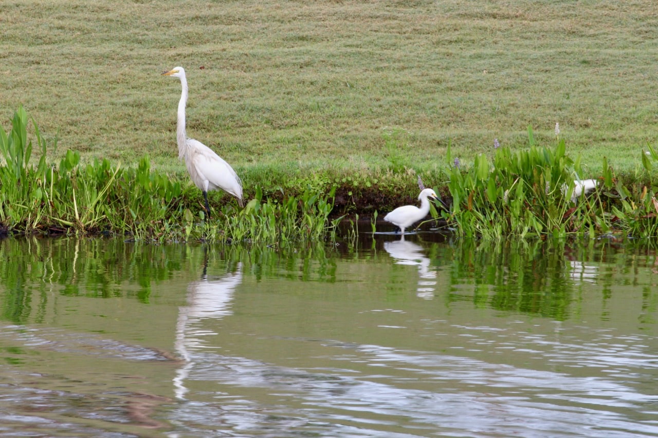 The view from Norman's at the Ritz Carlton Grande Lakes include expansive wildlife views like Egrets