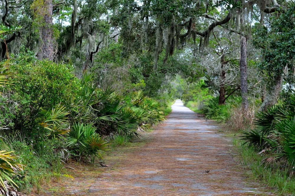 a nature trail in florida with palm trees, shrubs and moss. Ideal for a romantic vacation in the south for couples.