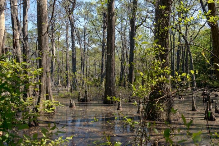 bald cypress trees in a swamp and blue skies