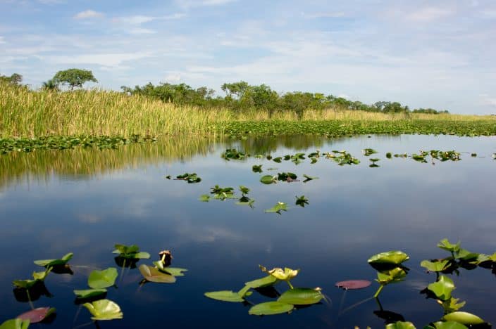 wetlands in Florida, a beautiful place to visit during your romantic getaway