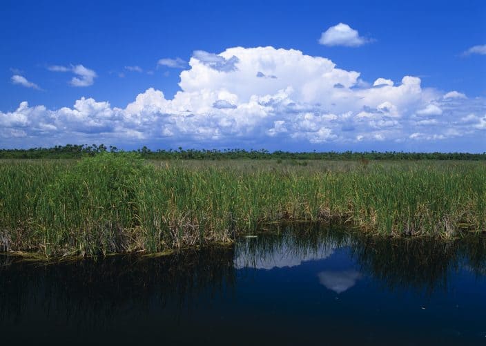 Big Cypress National preserve with a grassy swamp and bright blue sky with clouds, a great day trip from Fort Lauderdale