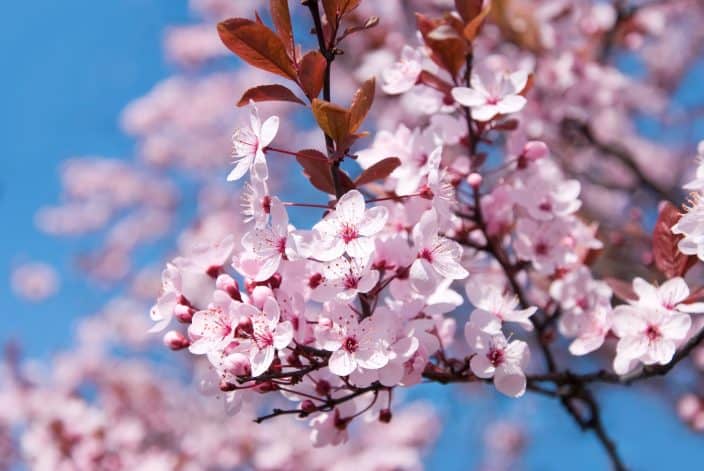 the cherry blossoms in DC, an idea of what to visit for you romantic spring getaway