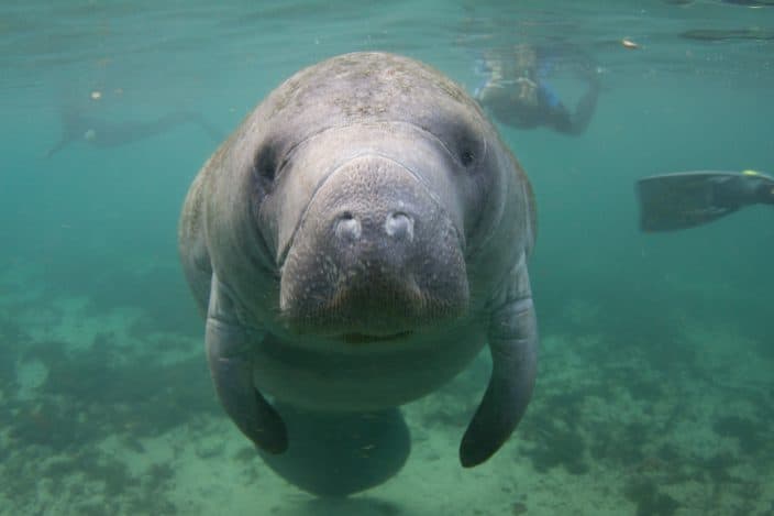 Florida manatees in Crystal River, a great day trip from Orlando