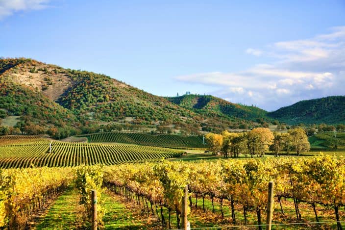 a vineyard in the fall with green hills in the background and blue skies with golden grape vines and vineyards in the foreground, an example of things to do in fall