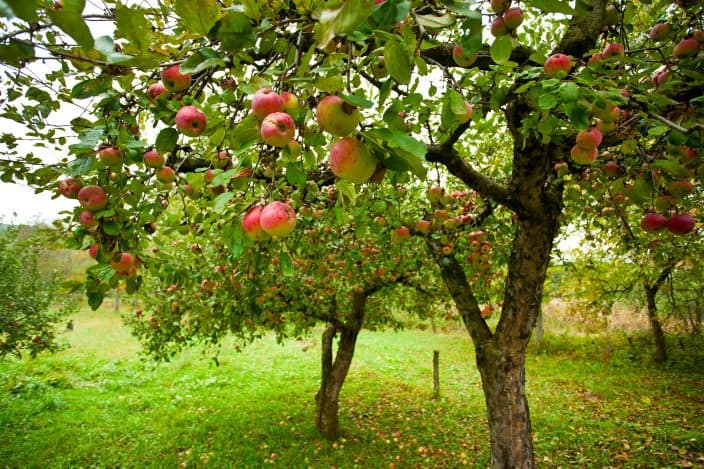 an apple orchard with red apples hanging on the trees with bright green grass and some orange and brown leaves on the ground in the fall