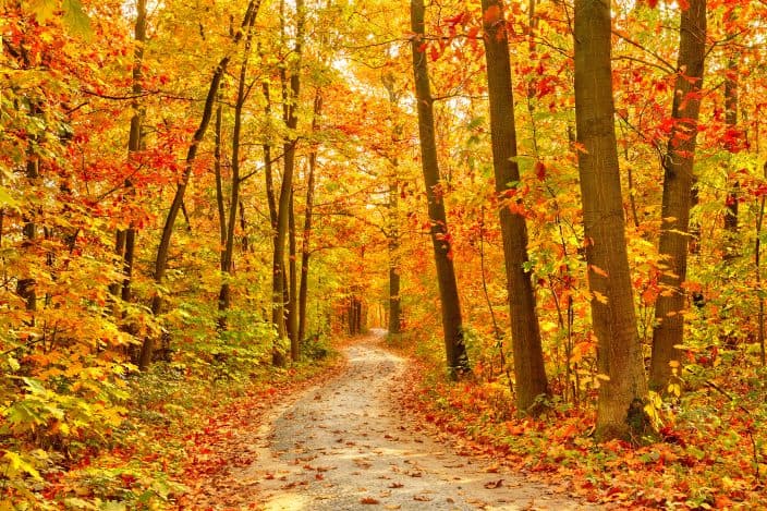 a pathway through a forest in the fall with orange, yellow, and red foliage on the trees and on the pathway