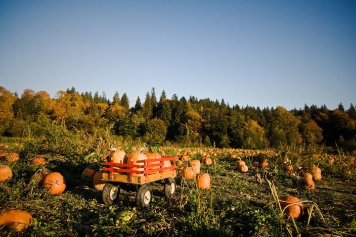 A shot of a wheeled wagon carrying pumpkins during harvest time in a pumpkin patch filled with pumpkins with bright blue skies