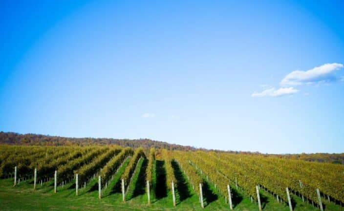 a green vineyard in Virginia with blue skies, one of the best vacations in the South for couples 