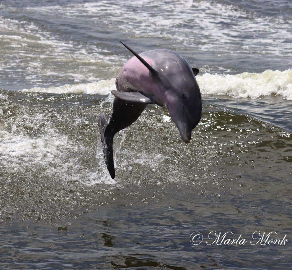 Dolphin Boat Tours in Orange Beach offers fun for the whole family!