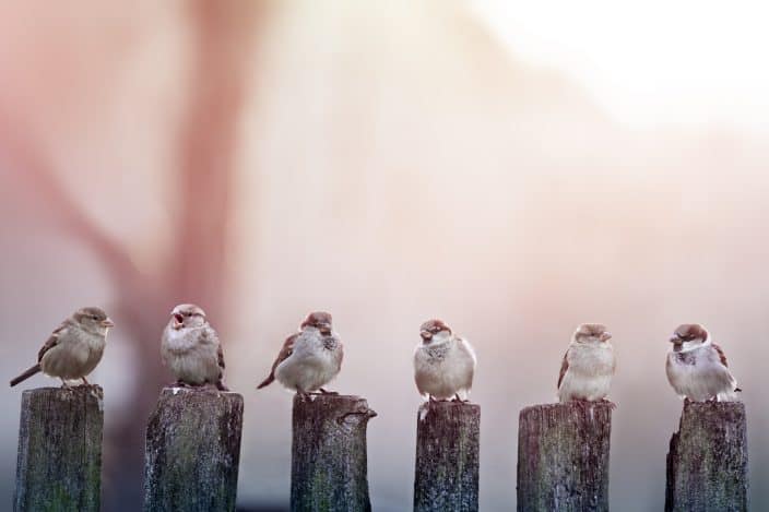 sparrows sitting on poles, you can see birds at the bok tower gardens in orlando