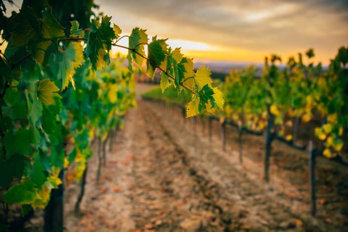 Virginia winery grape fields with green and yellow leaves and dirt between the rows of grapes