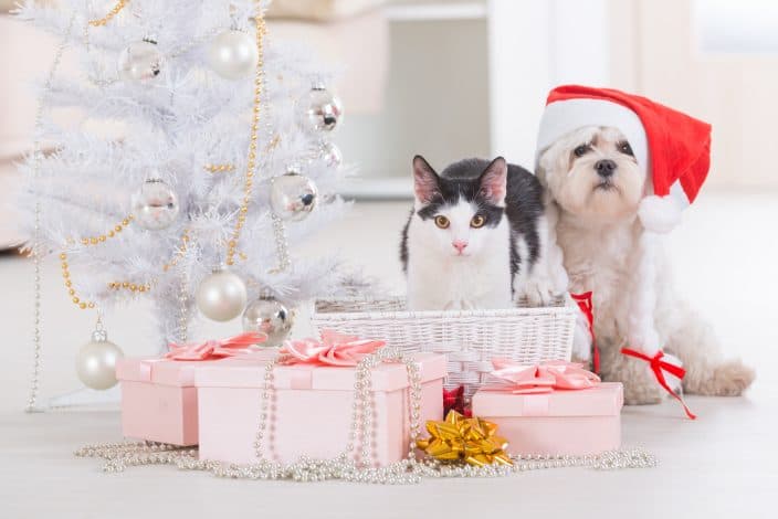 dog and cat sitting with gifts, to represent gifts for pet owners this holiday season 