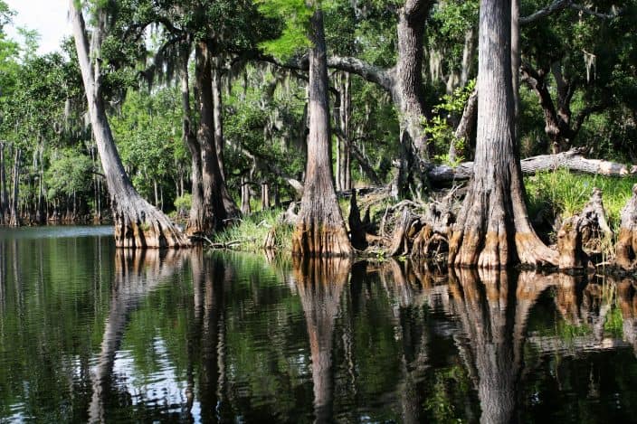 A serene shot of a swamp in the everglades national park Florida, a day trip from Fort Lauderdale