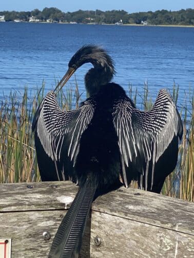 an anhinga drying its wings on Lake Dora in Mount Dora, Florida