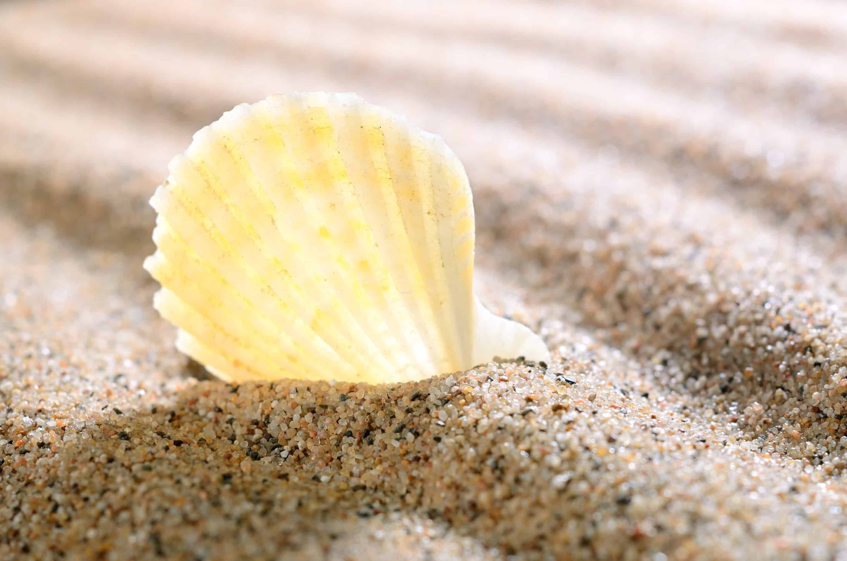 Beachcombing & Broken Shells: Finding the Extraordinary in the Ordinary www.betsiworld.com
