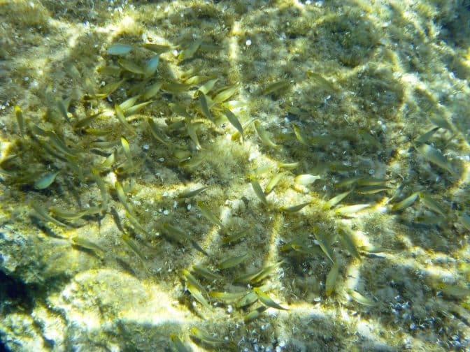 snorkeling view of water on a beach with fish and shells