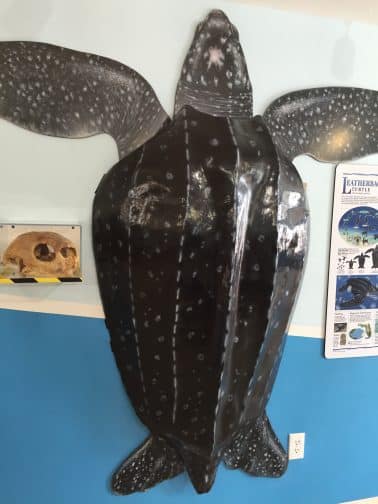 The largest sea turtle is the leatherback. These massive creatures can grow up to 8' in length, can travel thousands of miles and dive hundreds of feet into the ocean depths.
