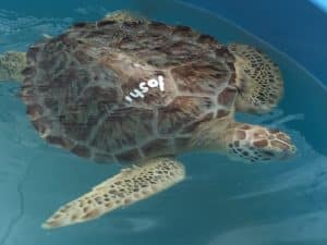 Loggerhead turtles are prevalent in South Florida. They get their name from their huge heads and powerful jaws, designed to make quick work of breaking the shells on mollusks, crabs and other tasty crustaceans that make up their diet.
