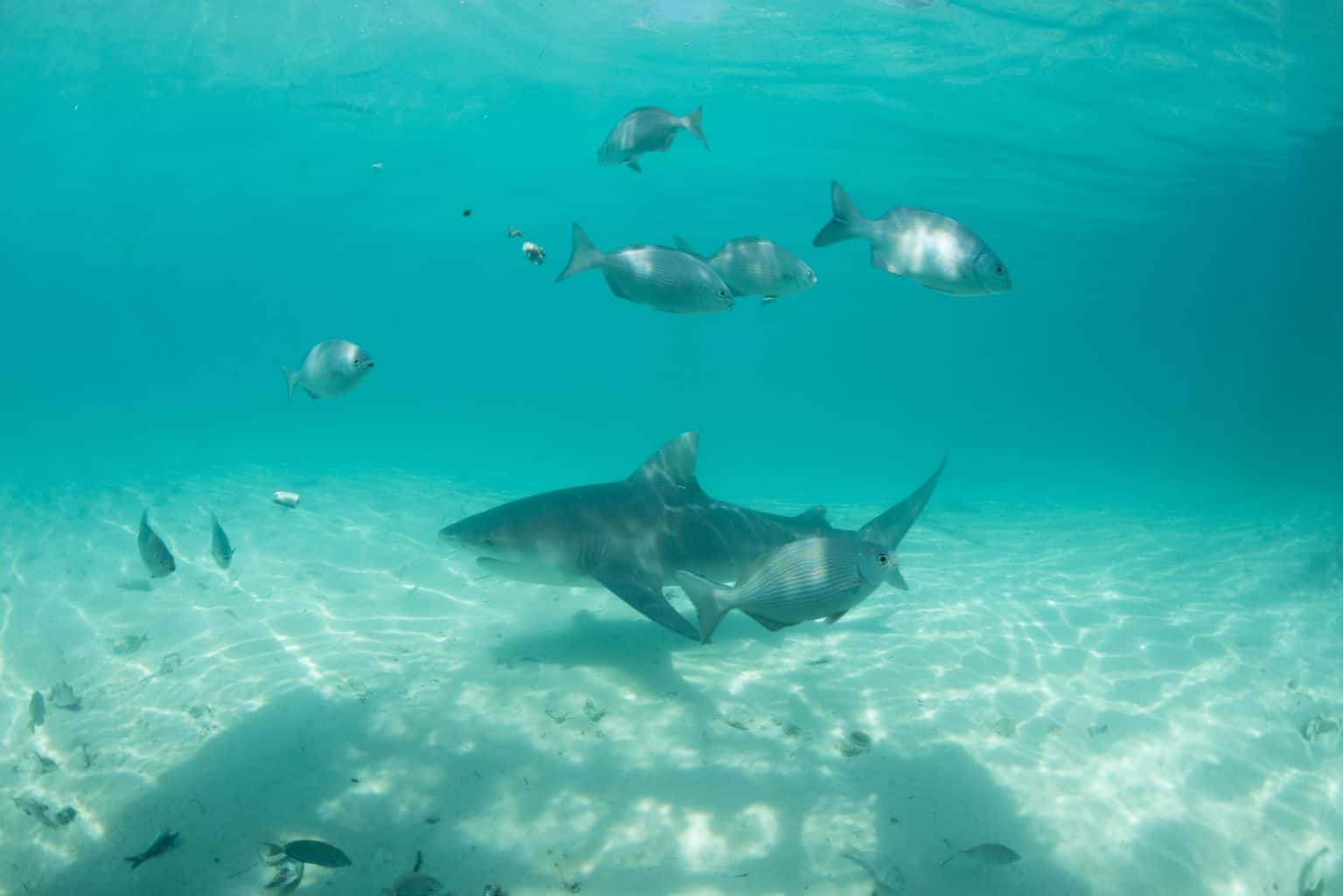 Being in the water with sharks petrifies me. But the shark lab at Bimini was the place I faced the fear and overcame it.
