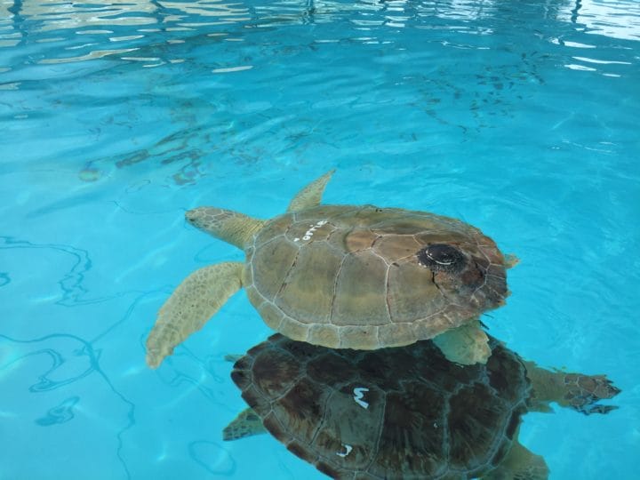 Unique Family Fun And Education At The Turtle Hospital - Betsi Hill Travel