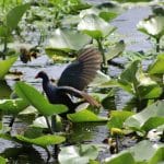 Anhinga drying its wings in the lily pads on the St. John's River