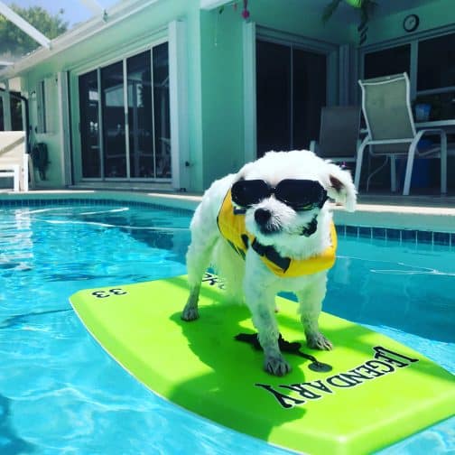Florida Boating ~ your four-legged pet will love being on the water! Zach loves to chill out on the boogie board in the pool and in the ocean!