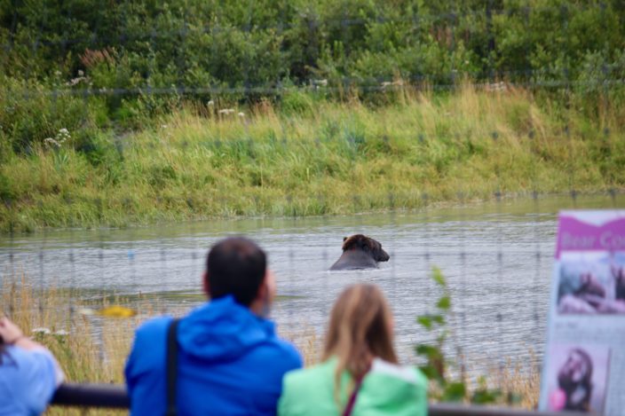 Bear at AK Wildlife Center