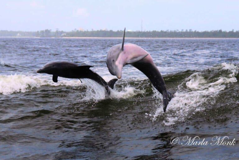 All Aboard for Dolphin Boat Tours in Orange Beach AL!