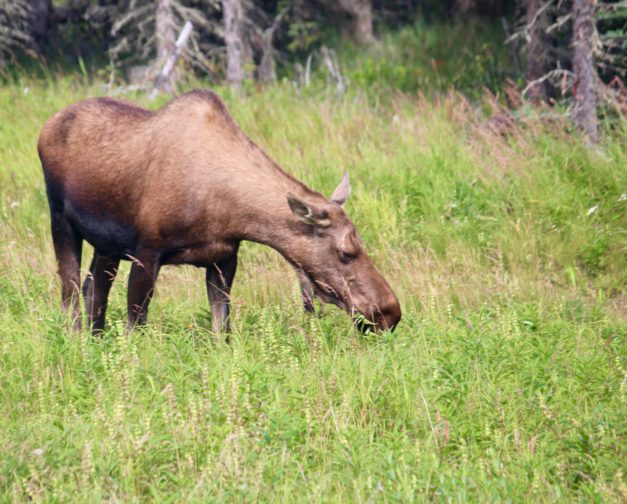 Moose on the Kenai Peninsula