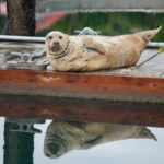 Seal at Halibut Cove