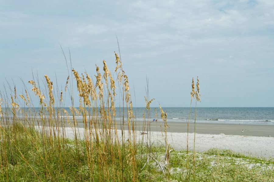 Beach with sea oat dune grass in foreground and Atlantic Ocean behind. Hilton Head Island, South Carolina.