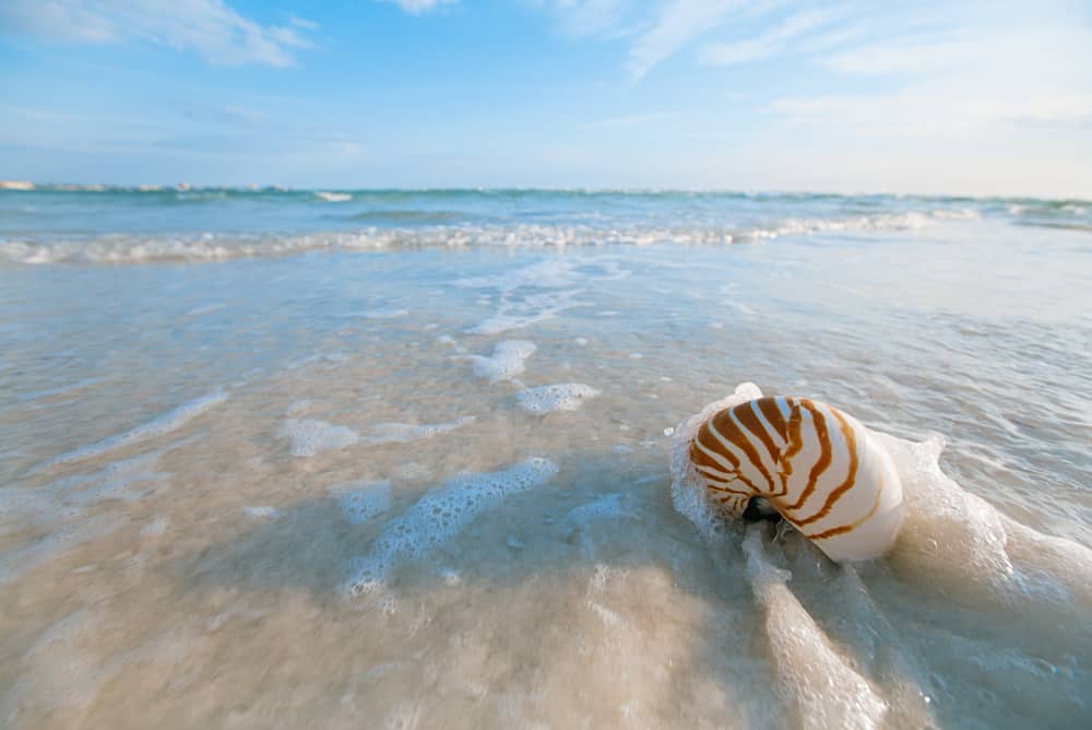 picture of a seashell on the beach in the water