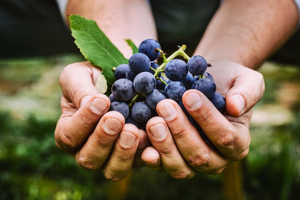 A handful of grapes