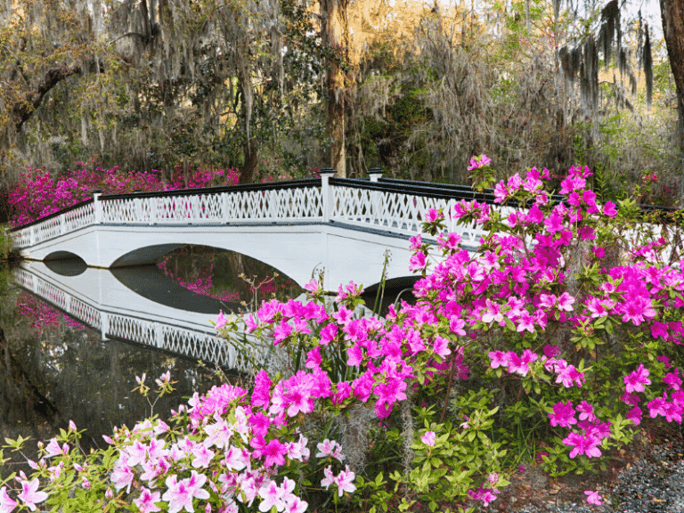 gardens with white bridge over pond filled with pink flowers