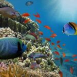 Colorful fish on a reef in the ocean