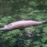 manatee (sea cow) swimming in a fresh water spring