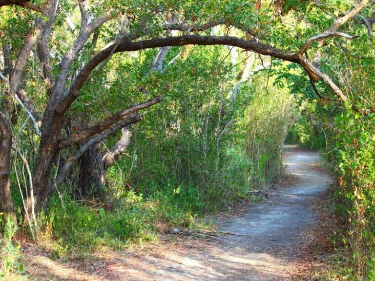 Wondering where to find good hiking trails in Florida? We’ve got you covered! For the best hiking in Florida experience, we’ve rounded up our top 5 favorite parks from around the state.