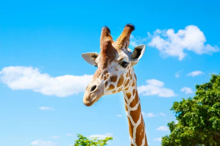 giraffes in the zoo safari park. Beautiful wildlife animals on sunny warm day in Gulf Breeze Zoo