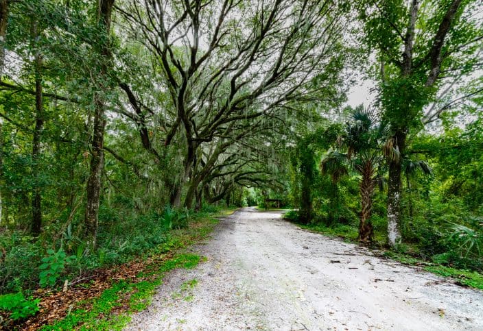 live oak trees and palm trees along a Florida trail 