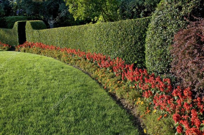 a large hedge in the backyard with red flowers lining the perimeter