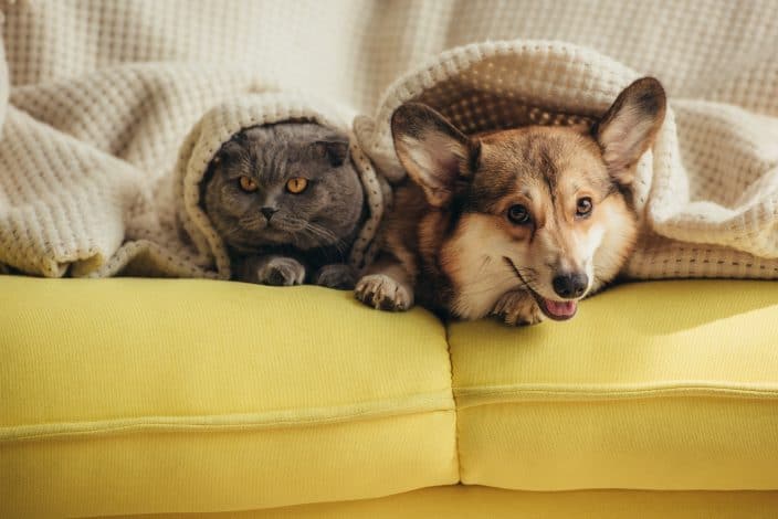 a dog and cat on a yellow couch under a blanket to represent getting a pet sitter before going on vacation