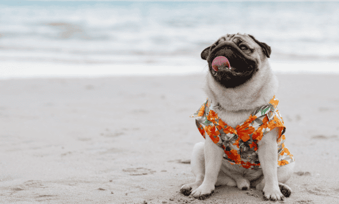white sandy florida pet friendly beach with pug sitting in front of the waves with beach attire on