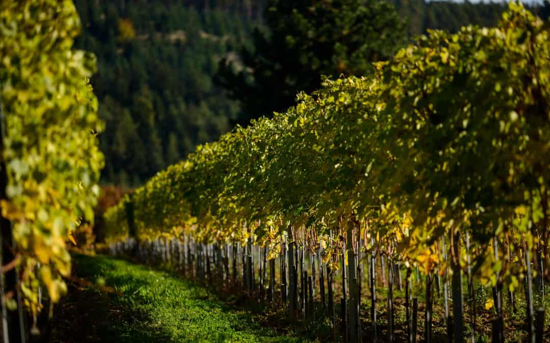 Top 15 Virginia Wineries to Visit