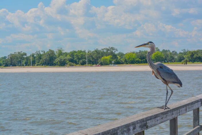 View of a bird sitting on a wooden ledge on a dock with the ocean, shore and trees in the background. 