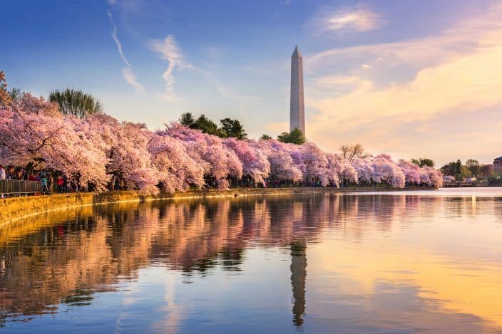 The Washington Monument overlooking cherry blossom trees in full bloom with a reflective pond in Washington DC during cherry blossom season, a great family friendly destination