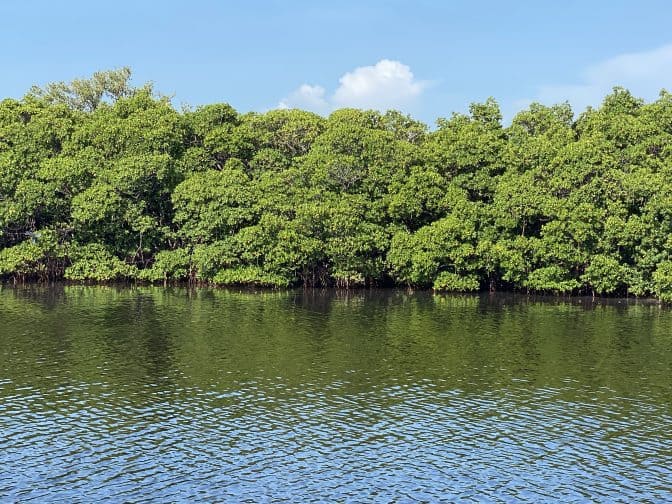 Caladesi Island State Park with green mangroves, and water with blue skies, an example of what things to do in Clearwater Beach 
