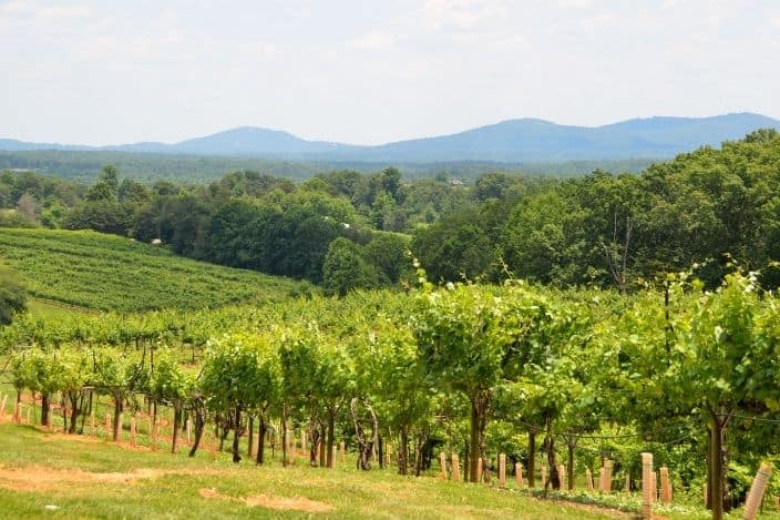 A vineyard of a winery in north Georgia with green grape vines on a hillside with blue mountains in the background and a dark grey-blue sky with more green trees. 