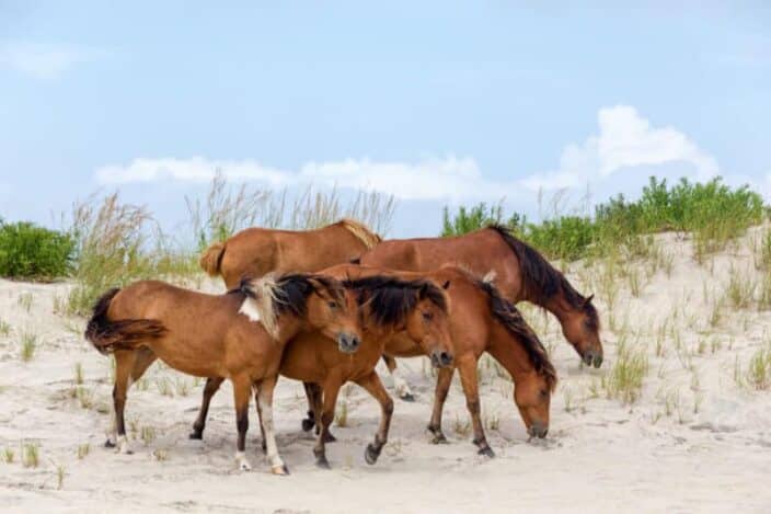 4 brown wild ponies on a beach with sea glass in Chincoteague, a example of what to see in Chincoteague