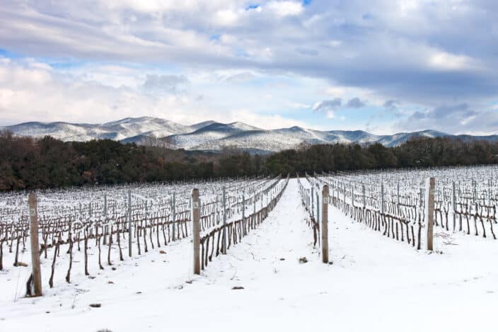 Vineyards rows covered by snow in winter, an example of what to do in winter