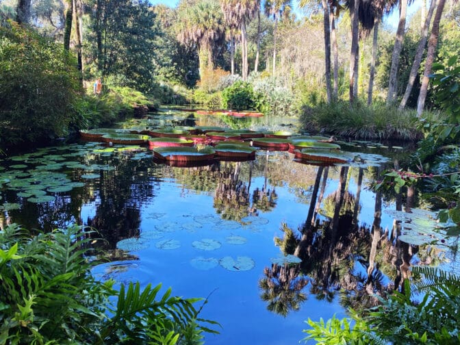 A pond filled with large lily pads at Bok Tower Gardens, an example of what to do in Kissimmee